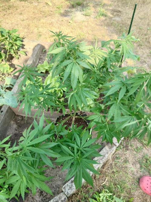 Granny´s Outdoor #2 - Somango. Week 15