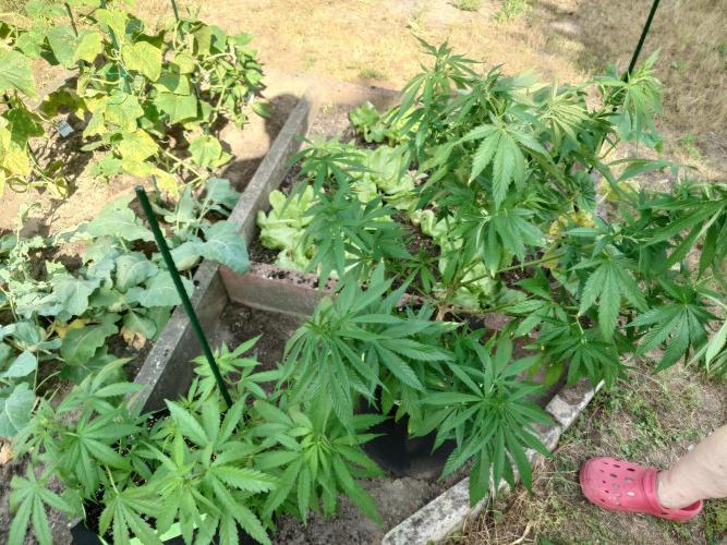 Granny´s Outdoor #2 - Somango. Week 15