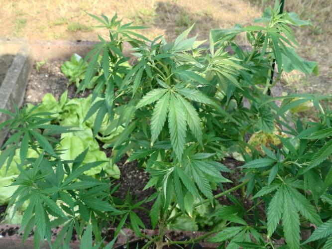 Granny´s Outdoor #2 - Somango. Week 15