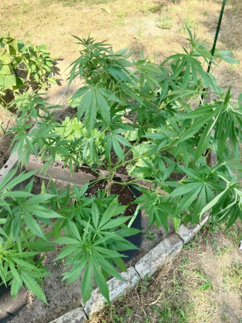 Granny´s Outdoor #2 - Somango. Week 15