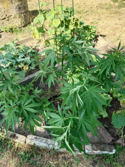 Granny´s Outdoor #2 - Somango. Week 15