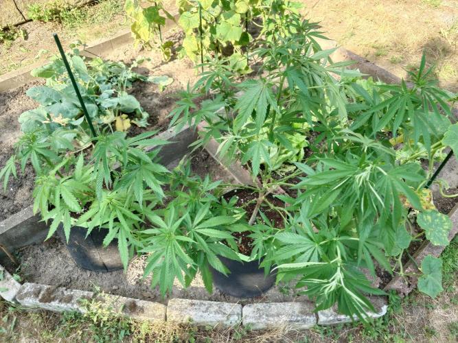 Granny´s Outdoor #2 - Somango. Week 15