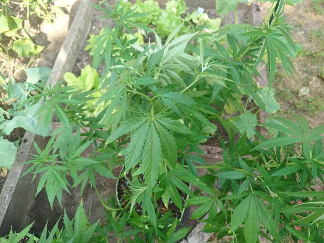 Granny´s Outdoor #2 - Somango. Week 15