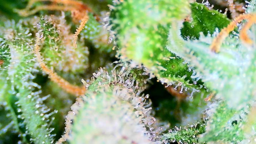 Guava Runtz - Indoor. Week 11