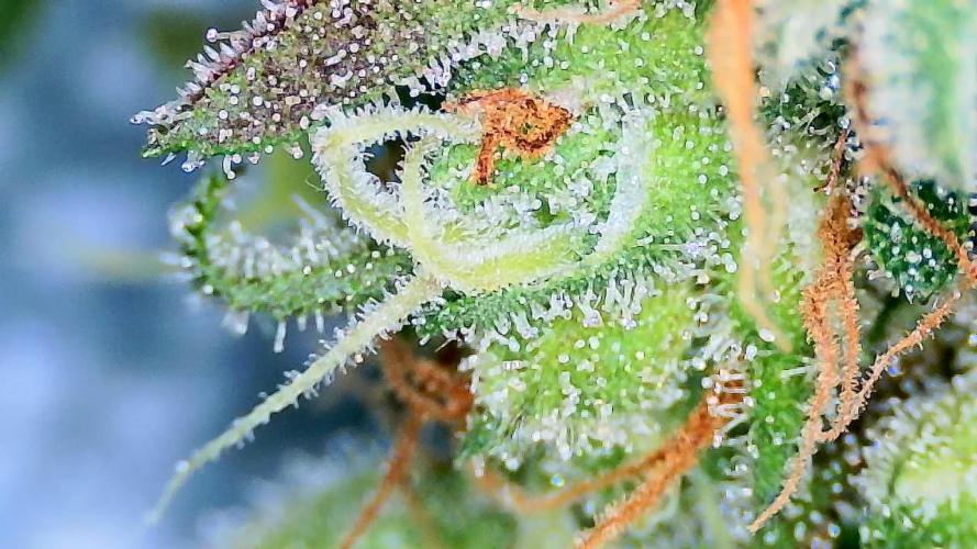 Guava Runtz - Indoor. Week 11
