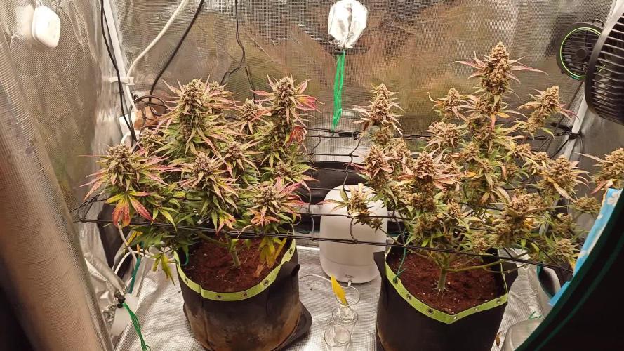 Guava Runtz - Indoor