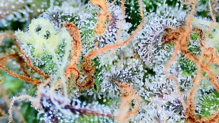 Guava Sundae - Indoor Grow. Week 11