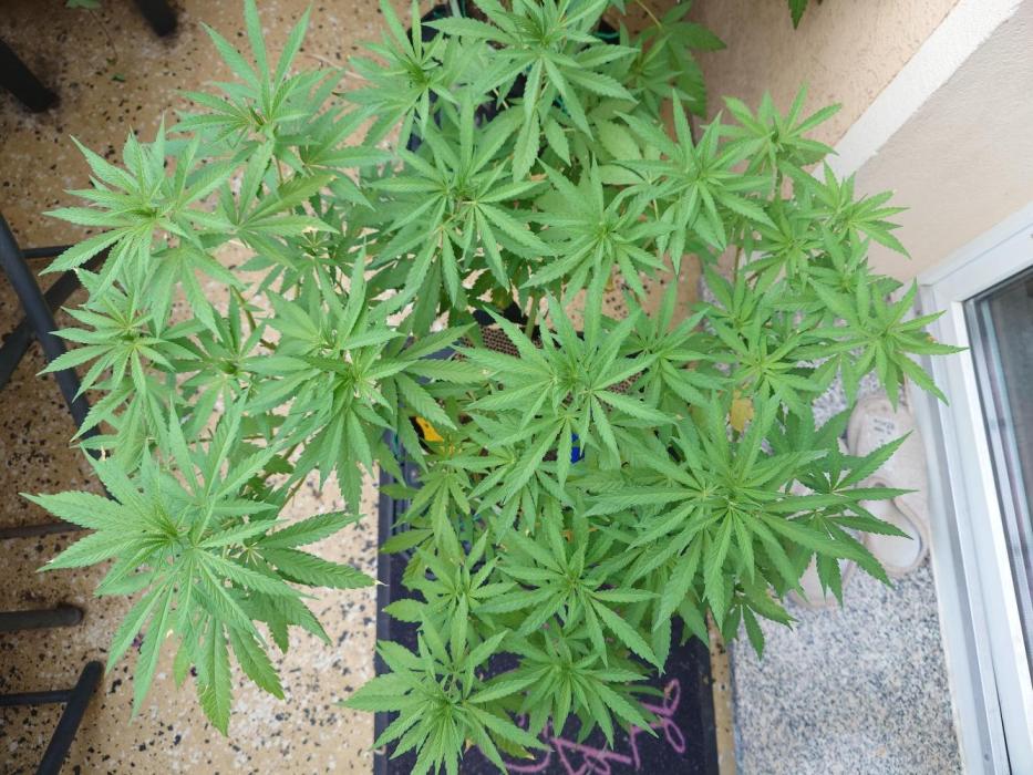 Watermelon - Out and In. Week 11