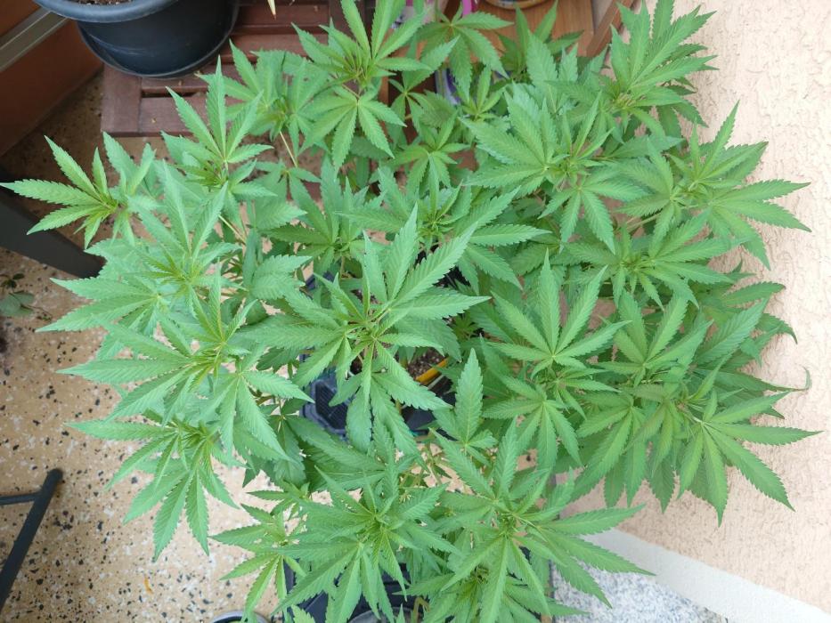 Radical Juice - Out and In. Week 11