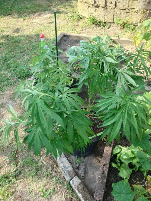 Granny´s Outdoor #2 - Somango. Week 16