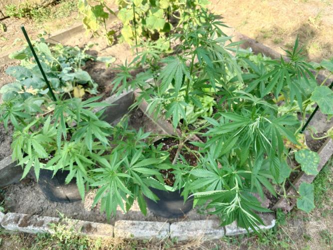Granny´s Outdoor #2 - Somango. Week 16