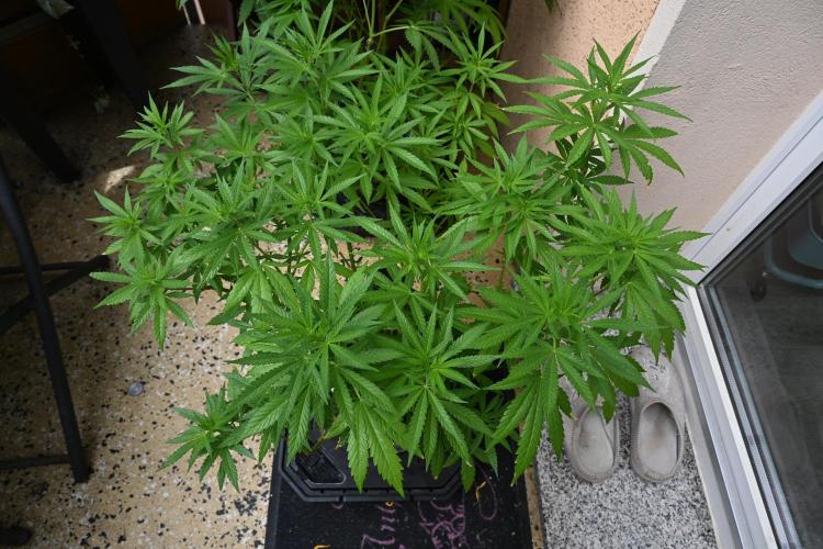 Watermelon - Out and In. Week 12