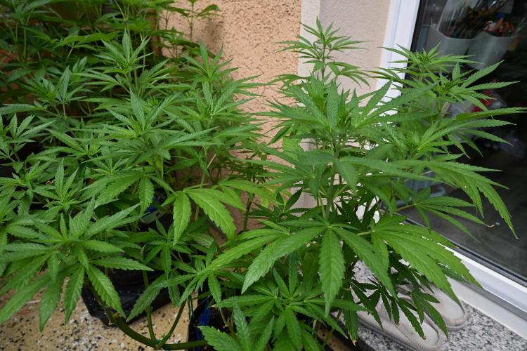 Watermelon - Out and In. Week 12