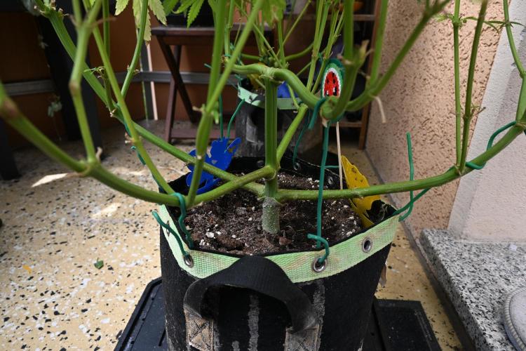 Watermelon - Out and In. Week 12