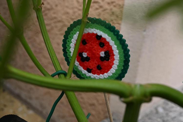 Watermelon - Out and In. Week 12