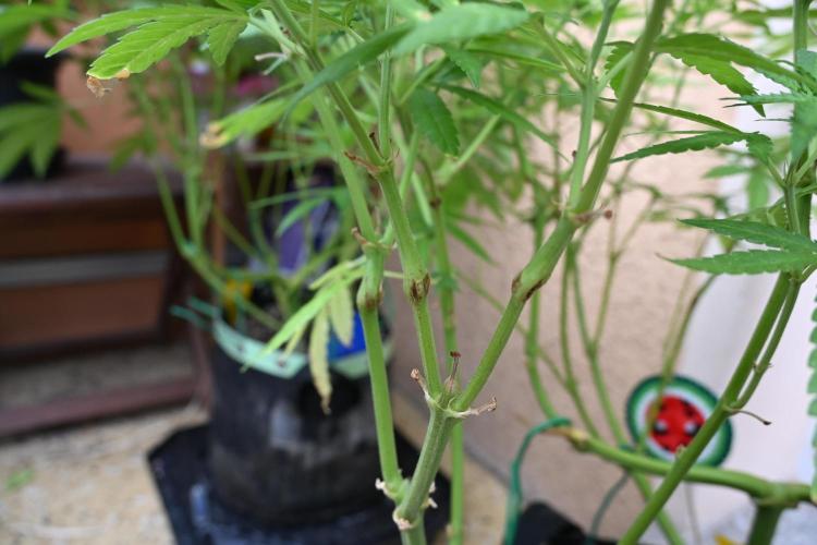 Watermelon - Out and In. Week 12