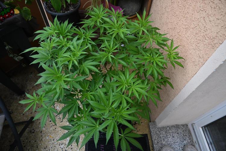 Radical Juice - Out and In. Week 12