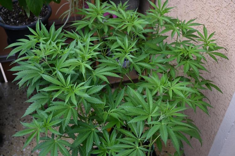 Radical Juice - Out and In. Week 12
