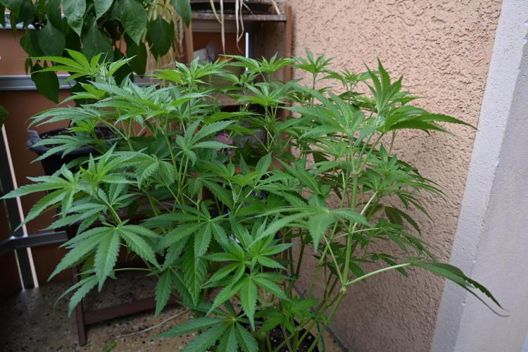 Radical Juice - Out and In. Week 12