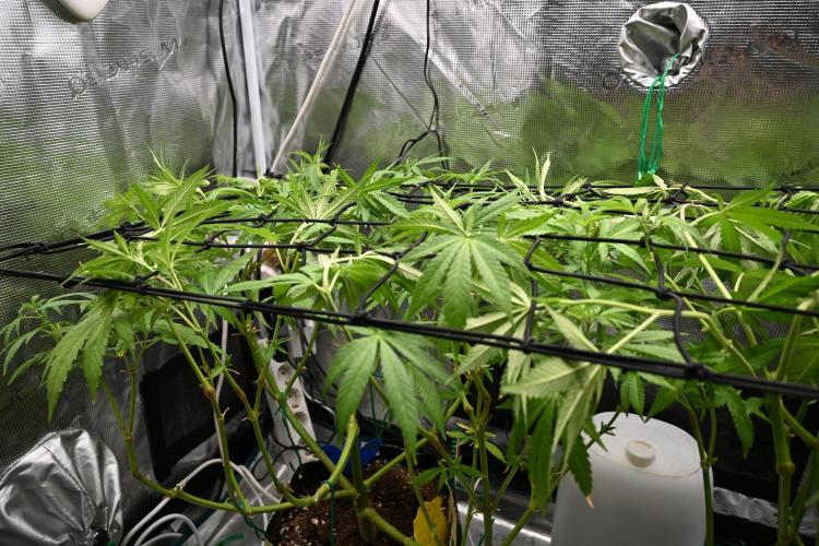 Watermelon - Out and In. Week 12