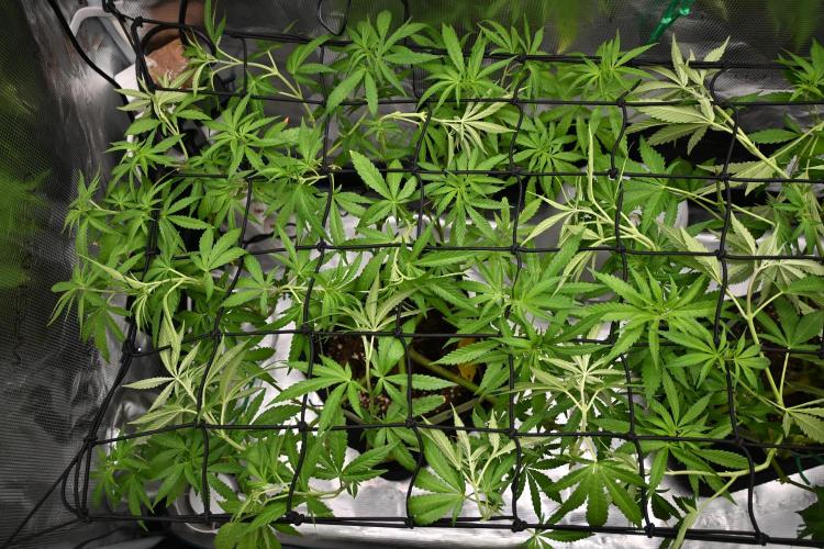 Watermelon - Out and In. Week 12