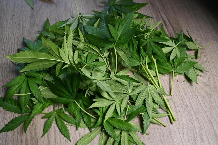 Radical Juice - Out and In. Week 12