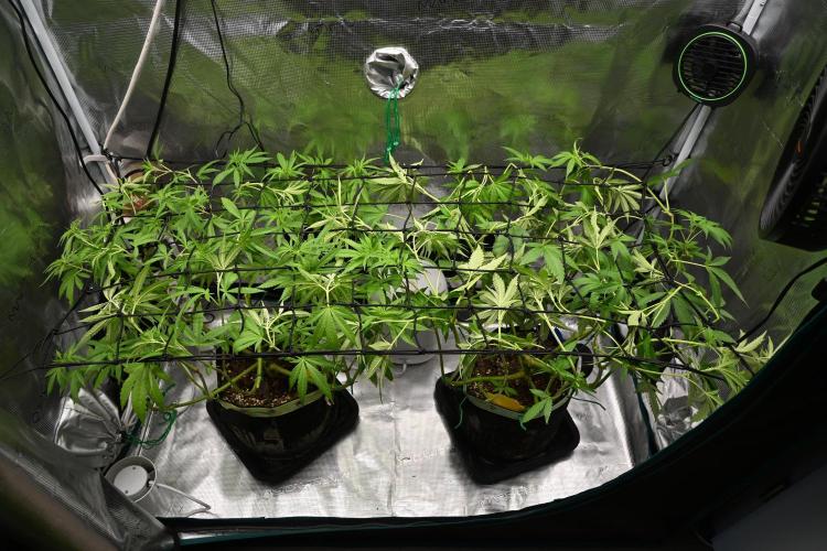 Radical Juice - Out and In. Week 12