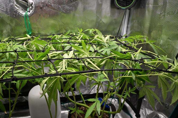Radical Juice - Out and In. Week 12