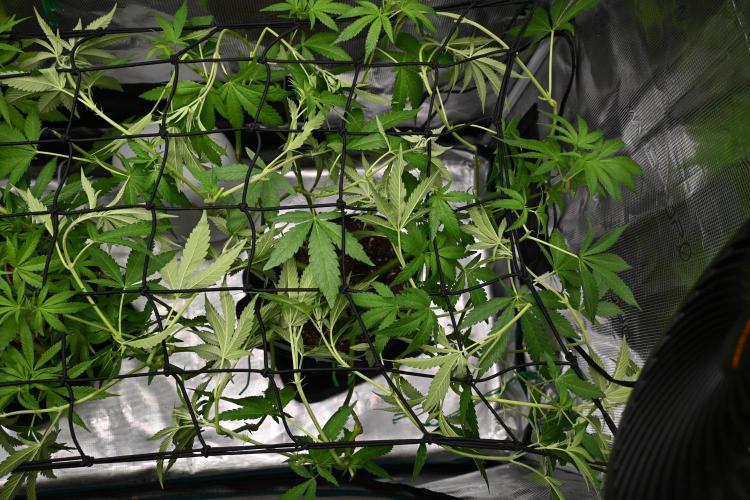 Radical Juice - Out and In. Week 12