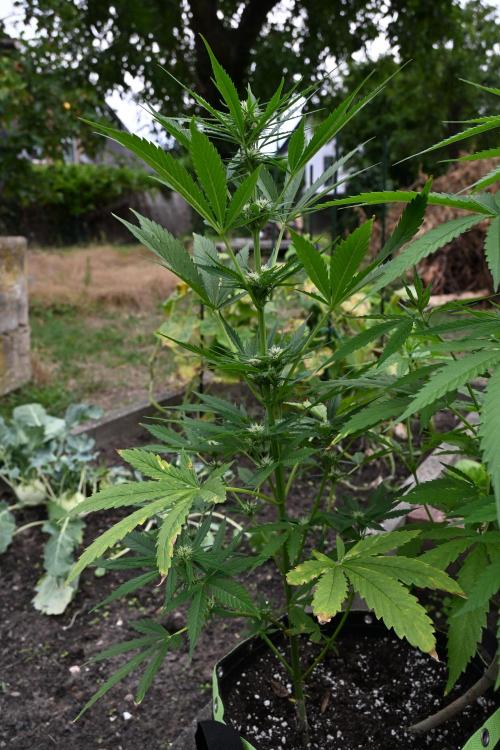War of Plants - FatBan. vs. AppStrudel. Week 17