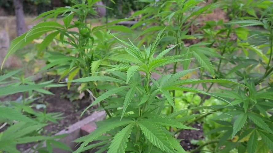 Granny´s Outdoor #2 - Somango