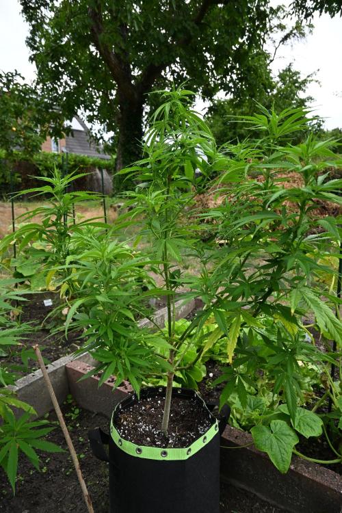 Granny´s Outdoor #2 - Somango. Week 17
