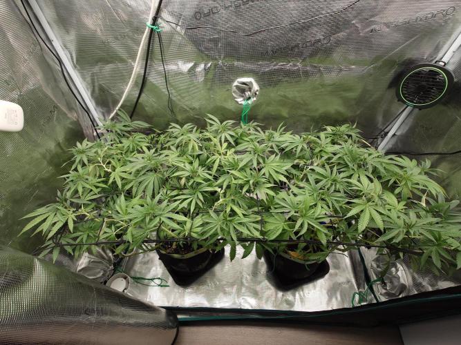 Watermelon - Out and In. Week 13