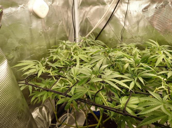Watermelon - Out and In. Week 13