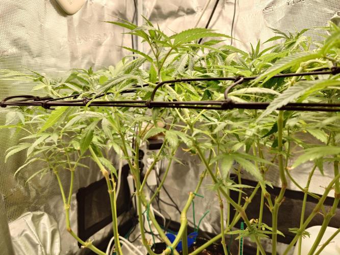 Watermelon - Out and In. Week 13
