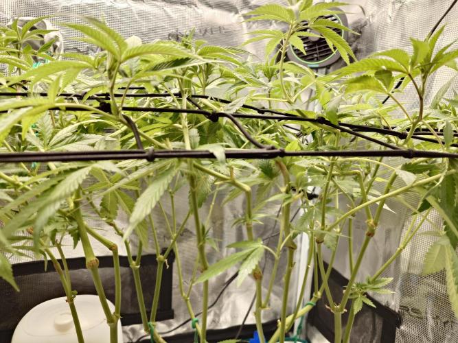 Radical Juice - Out and In. Week 13