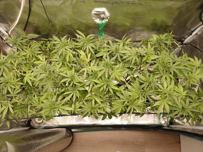 Radical Juice - Out and In. Week 13