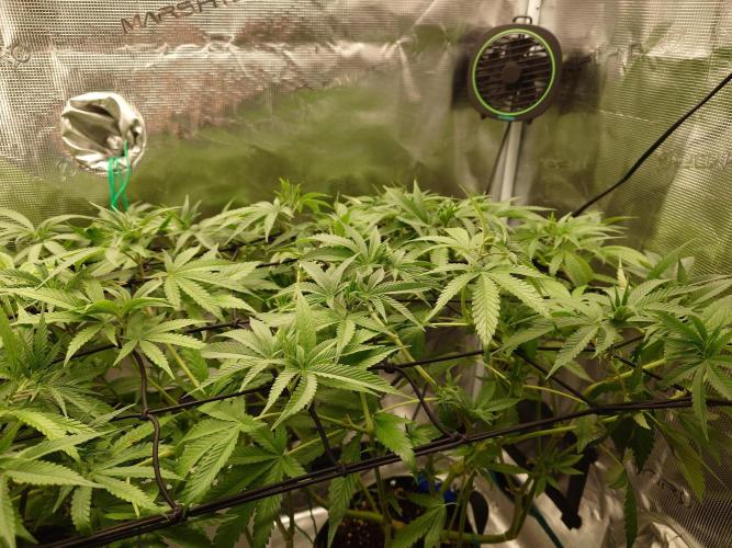 Radical Juice - Out and In. Week 13