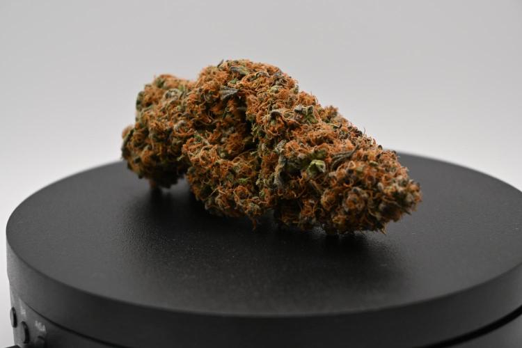 Guava Sundae - Indoor Grow. Week 11