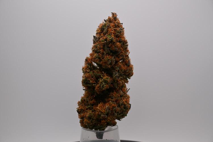 Guava Runtz - Indoor. Week 11