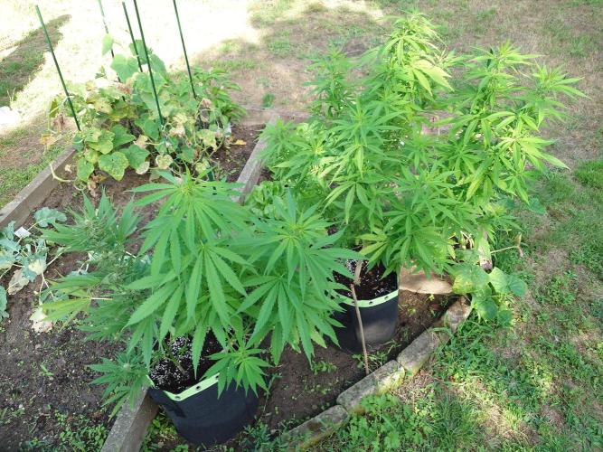 Granny´s Outdoor #2 - Somango. Week 18