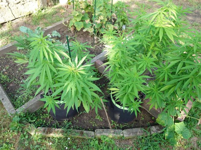 Granny´s Outdoor #2 - Somango. Week 18
