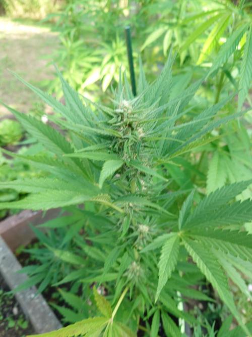 War of Plants - FatBan. vs. AppStrudel. Week 18