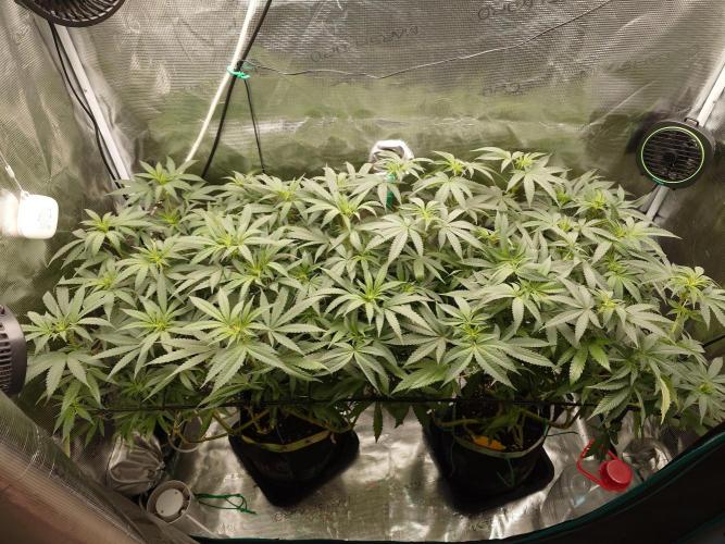 Watermelon - Out and In. Week 14