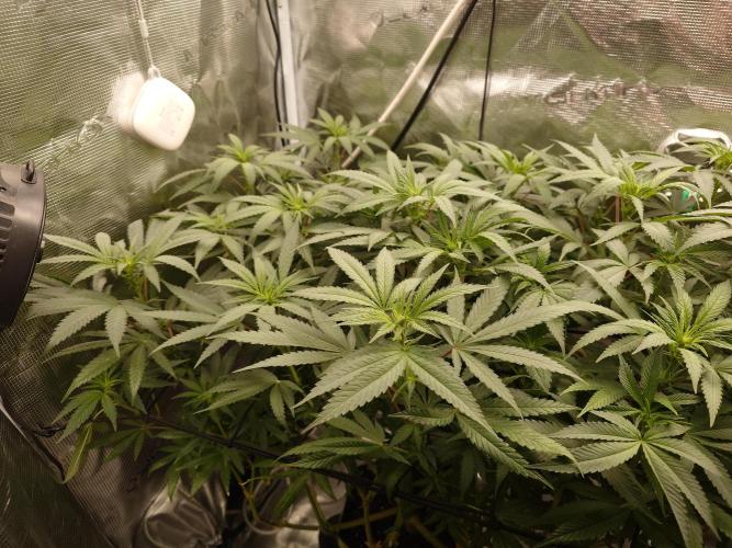 Watermelon - Out and In. Week 14
