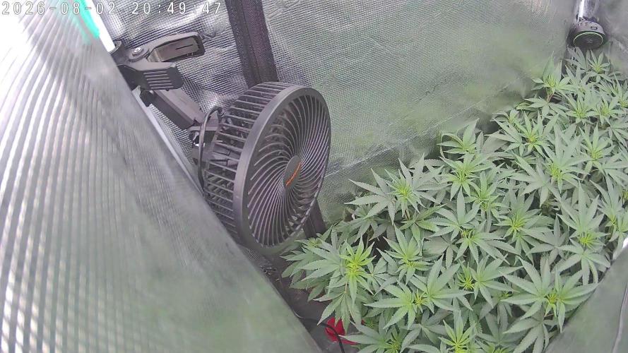 Watermelon - Out and In. Week 14