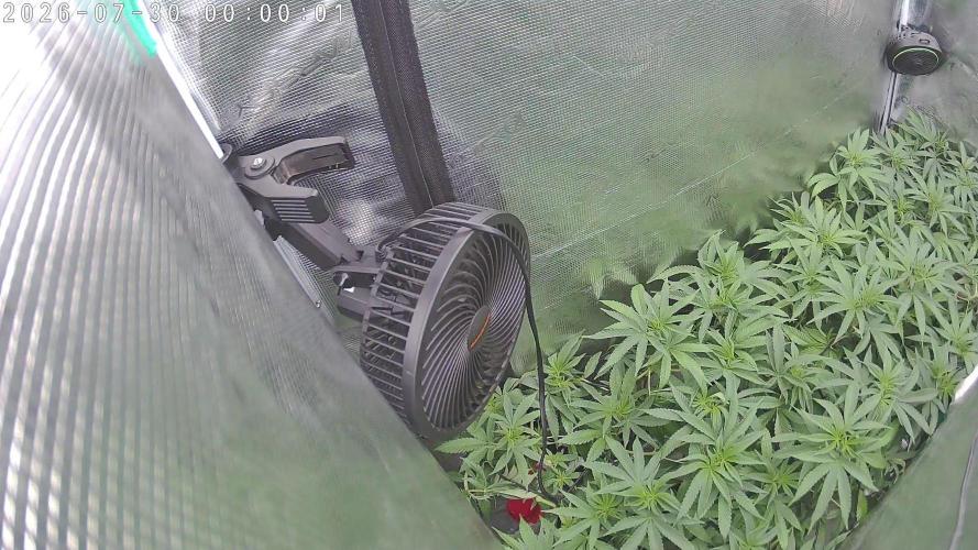 Watermelon - Out and In. Week 14