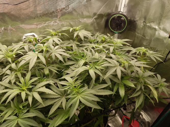 Radical Juice - Out and In. Week 14