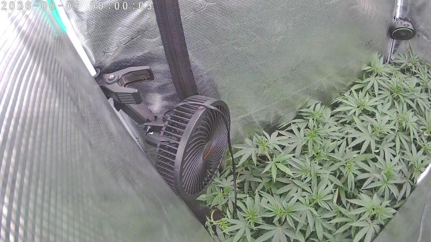 Radical Juice - Out and In. Week 14