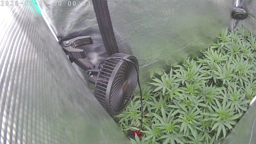 Radical Juice - Out and In. Week 14